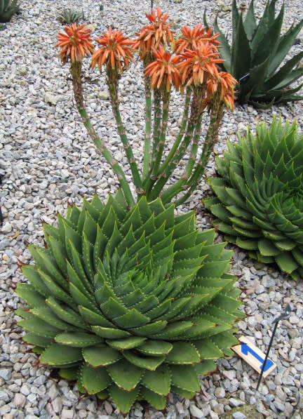 Aloe polyphylla (Spiral Aloe)