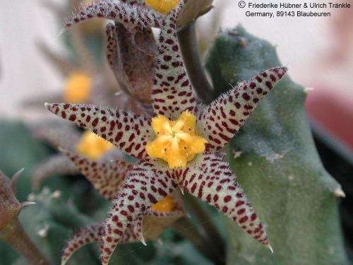 Piaranthus comptus