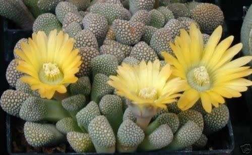 Titanopsis primosii