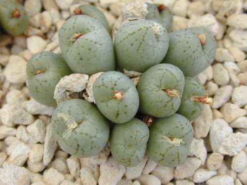 Conophytum uviforme