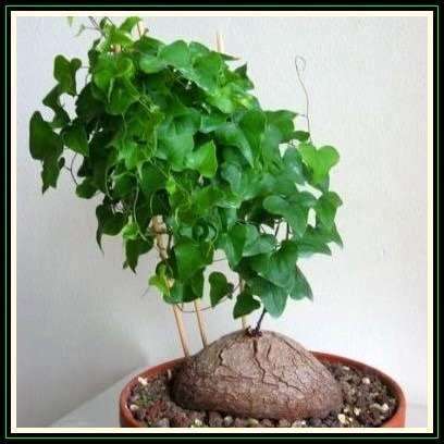 Dioscorea sylvatica
