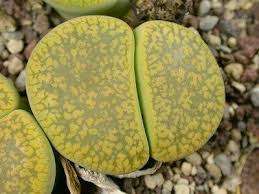 Lithops aucampiae ssp. aucampiae v. aucampiae 'Betty´s Beryl'