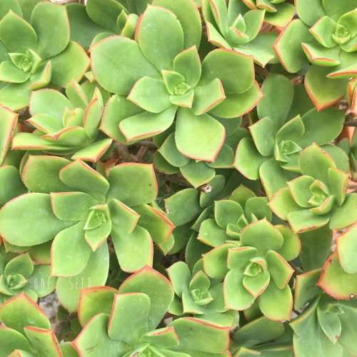 Aeonium haworthii