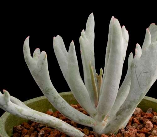 Cotyledon "Staghorn"