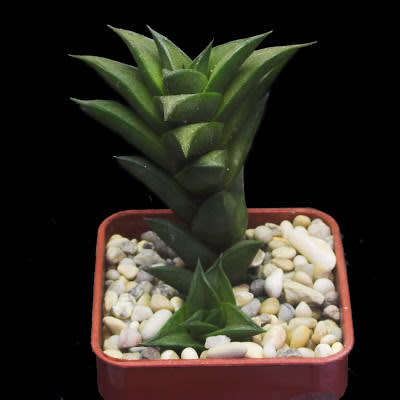 Haworthia viscosa