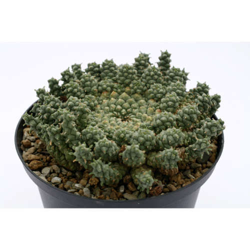 Euphorbia gorgonis