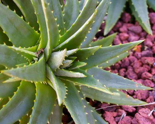 Dyckia brevifolia