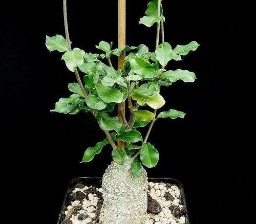 Fockea edulis