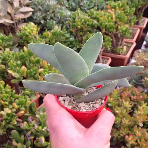 Crassula falcata (Propeller plant)