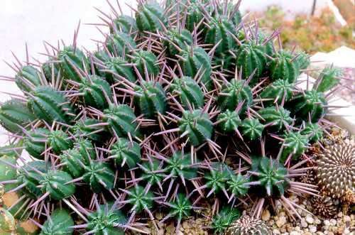 Euphorbia ferox