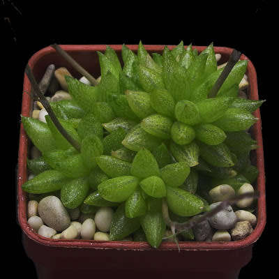 Haworthia reticulata var hurlingii