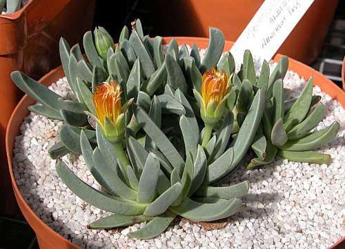 Machairophyllum albidum