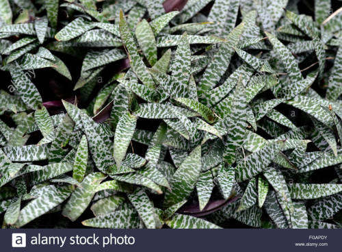 Ledebouria socialis