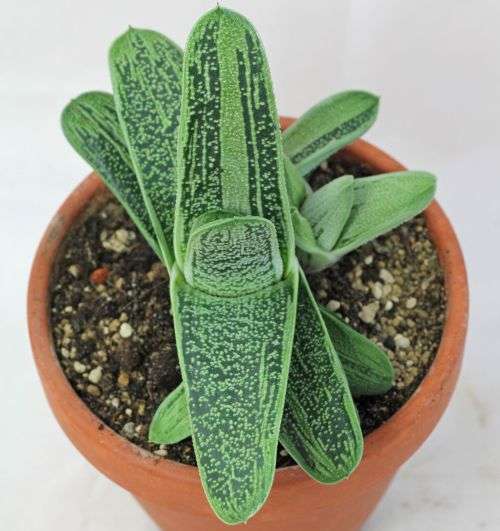 Gasteria carinata cv 'Little warty'
