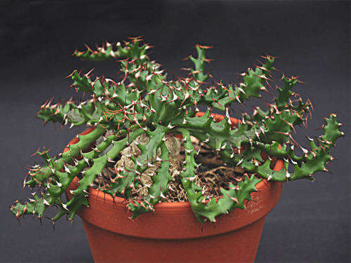 Euphorbia squorosa