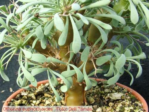 Othonna euphorbioides