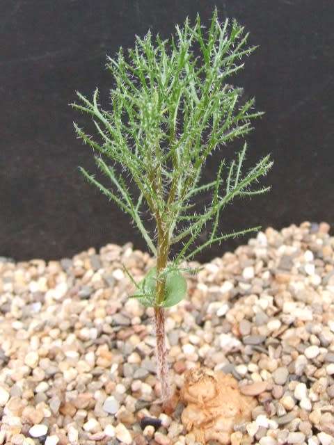 Eriospermum paradoxum (rare)