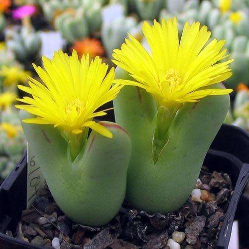 Conophytum bilobum