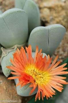 Cheiridopsis pillansii