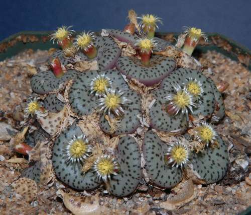 Conophytum obcordellum (Large clusters)