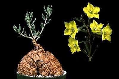 Talinum caffrum