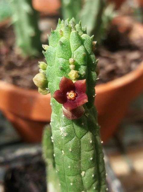 Echidnopsis cereiformis