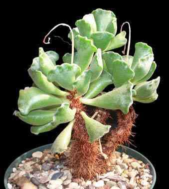 Adromischus cristatus