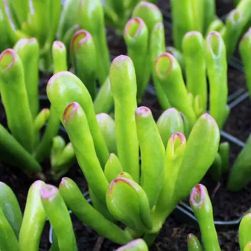 Crassula ovata cv Gollum (Shreck ears)