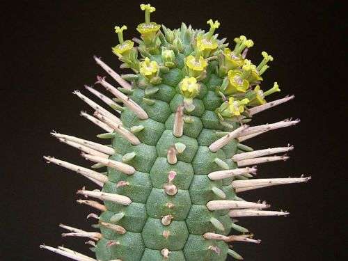 Euphorbia mammilaris