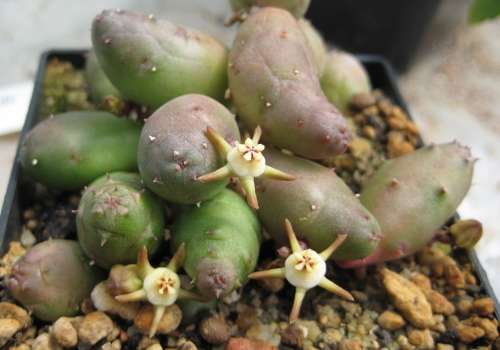 Duvalia parviflora