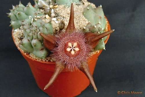 Duvalia corderoyi