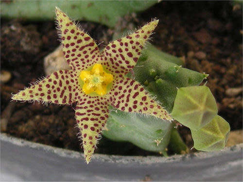 Piaranthus cornutus
