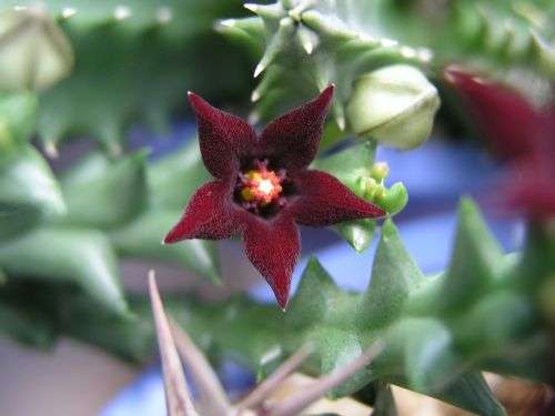Orbea taitica