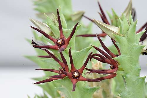 Orbea baldratii
