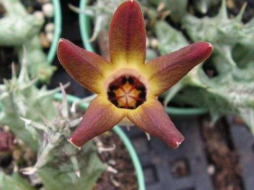 Orbea distincta