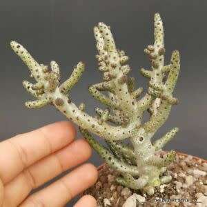 Tylecodon bucholzianus