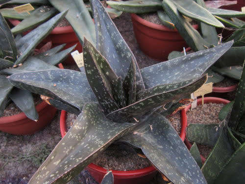 Gasteria excelsa