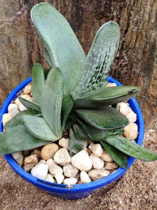 Gasteria cv GG