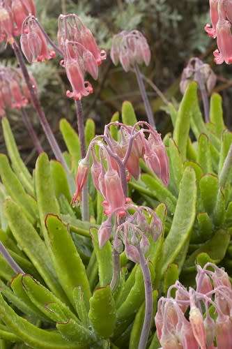 Cotyledon orbiculata (green)