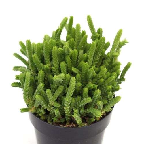 Crassula muscosa