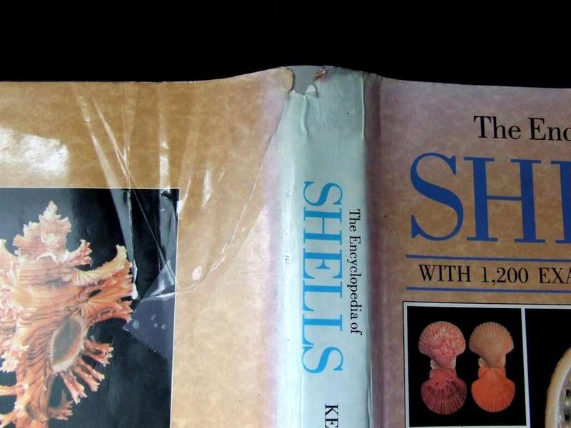 Two Books on Sea Shells