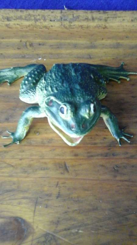 AWESOME 1980 IMPERIAL RUBBER/ PLASTIC SQUEAKY FROG. MADE IN HONG KONG. FANTASTIC!