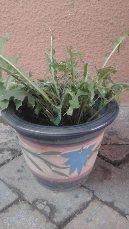 TERRIFIC POT PLANT. COMES WITH A BARBERTON DAISY . FANTASTIC PIECE!