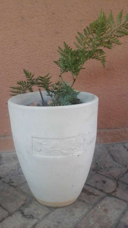 INCREDIBLE POT PLANT. COMES WITH A TREE FERN. AWESOME PIECE!