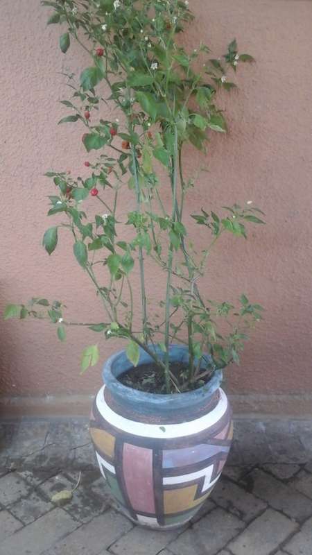 INCREDIBLE POT PLANT. COMES WITH CHILI PLANT. AWESOME PIECE!