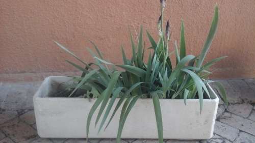 INCREDIBLE POT PLANT. COMES WITH A BARBERTON DAISY & A IRIS. AWESOME PIECE!