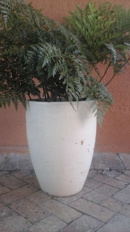 INCREDIBLE POT PLANT. COMES WITH A TREE FERN. AWESOME PIECE!