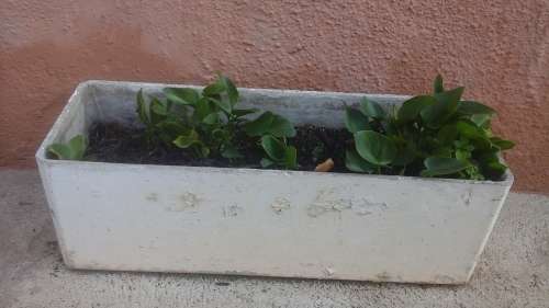 AWESOME RECTANGULAR CEMENT FIBRE POT PLANT. COMES WITH POSSIBLY LILIUMS. FANTASTIC PIECE!