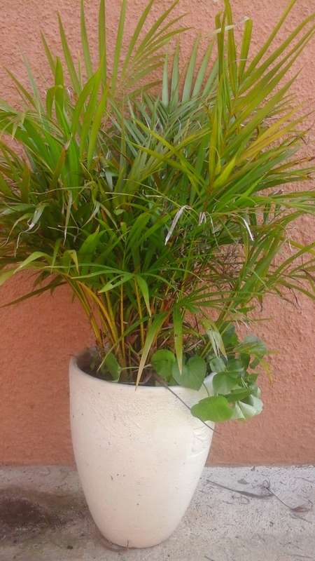 AMAZING POT PLANT THAT COMES WITH A TREE FERN. SUPERB PIECE!