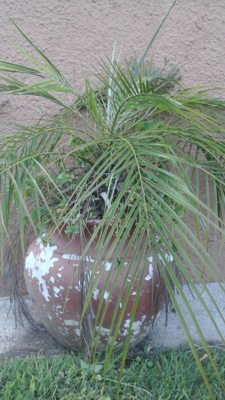 TERRIFIC CLAY POT PLANT. COMES WITH A MAGNIFICENT FERN. FANTASTIC PIECE!